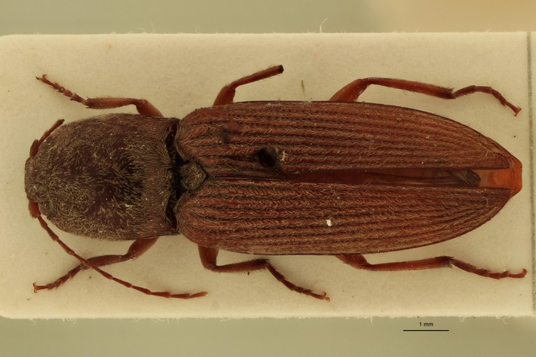 Cardiophorus ligneus F T D.jpg Cardiophorus ligneus F T D.jpg