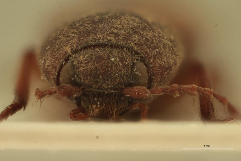 Cardiophorus ligneus F T F.jpg Cardiophorus ligneus F T F.jpg