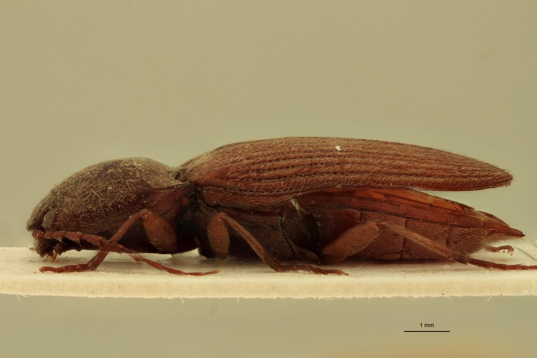 Cardiophorus ligneus F T L.jpg Cardiophorus ligneus F T L.jpg