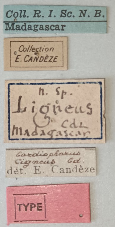 Cardiophorus ligneus F T Labels.jpg Cardiophorus ligneus F T Labels.jpg