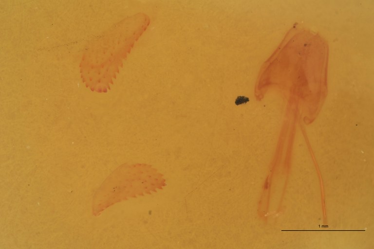 Cardiophorus ligneus F T Parameres.jpg Cardiophorus ligneus F T Parameres.jpg