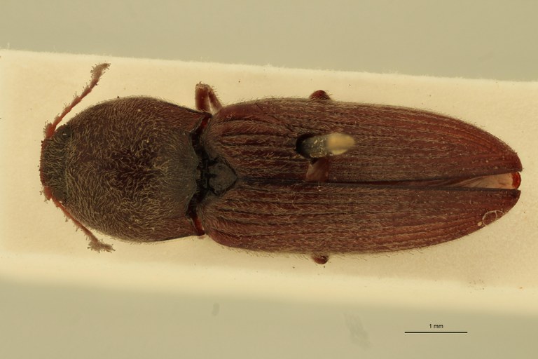 Cardiophorus lignipennis T D.jpg