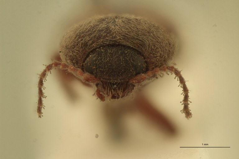 Cardiophorus lignipennis T F.jpg