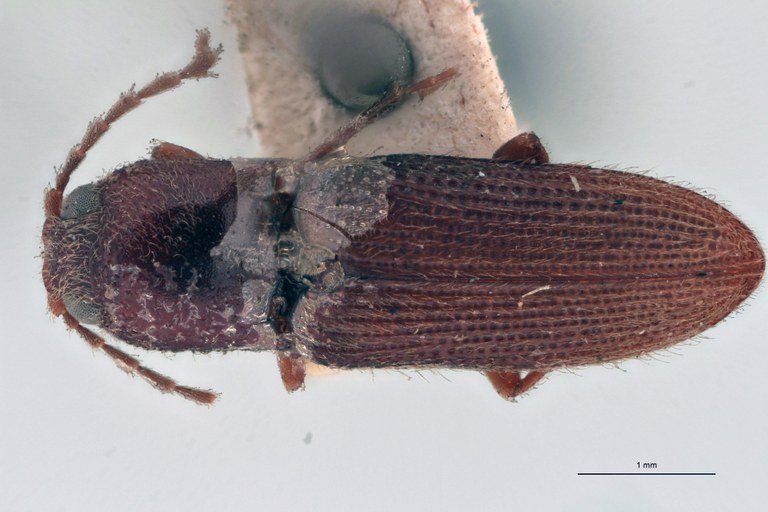 Cardiophorus longicornis T D.jpg