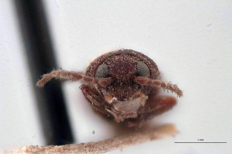 Cardiophorus longicornis T F.jpg