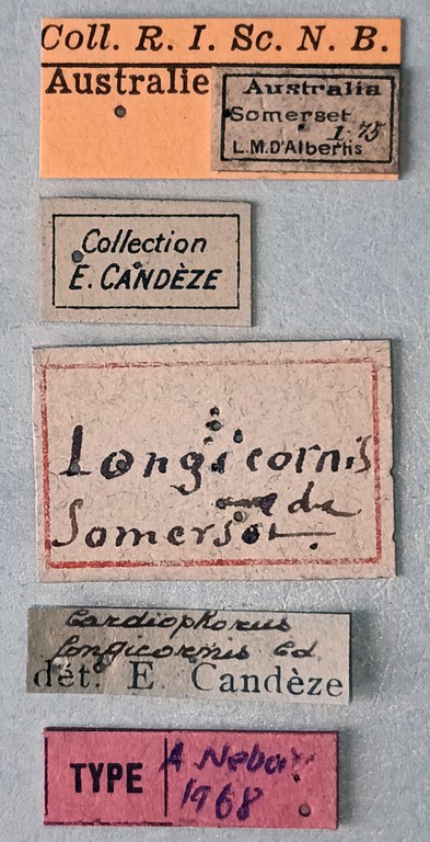 Cardiophorus longicornis T Labels.jpg