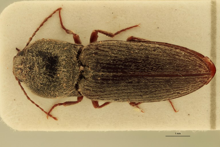 Cardiophorus luridimembris F T D.jpg Cardiophorus luridimembris F T D.jpg