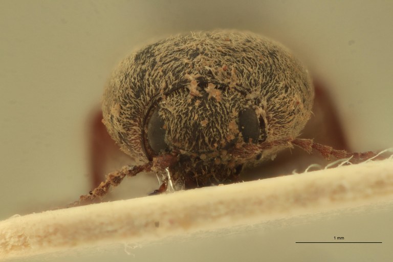 Cardiophorus luridimembris F T F.jpg Cardiophorus luridimembris F T F.jpg