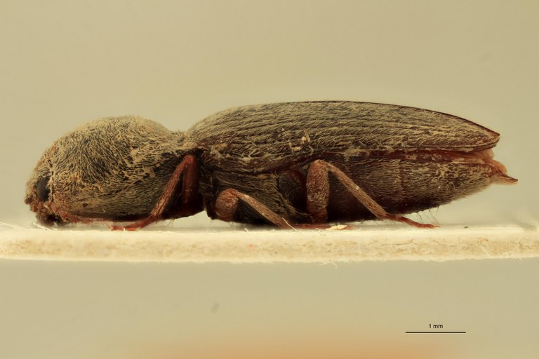 Cardiophorus luridimembris F T L.jpg Cardiophorus luridimembris F T L.jpg