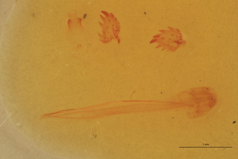 Cardiophorus luridimembris F T Parameres.jpg Cardiophorus luridimembris F T Parameres.jpg