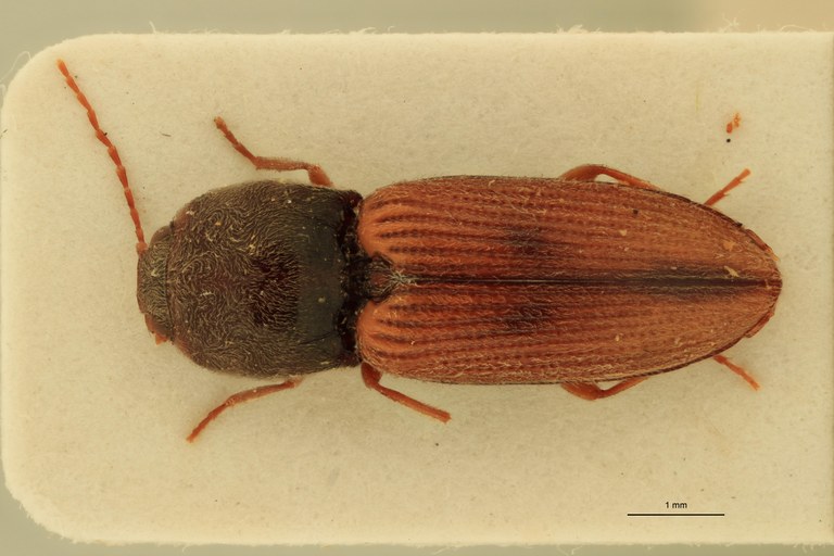 Cardiophorus lutosus F T D.jpg Cardiophorus lutosus F T D.jpg