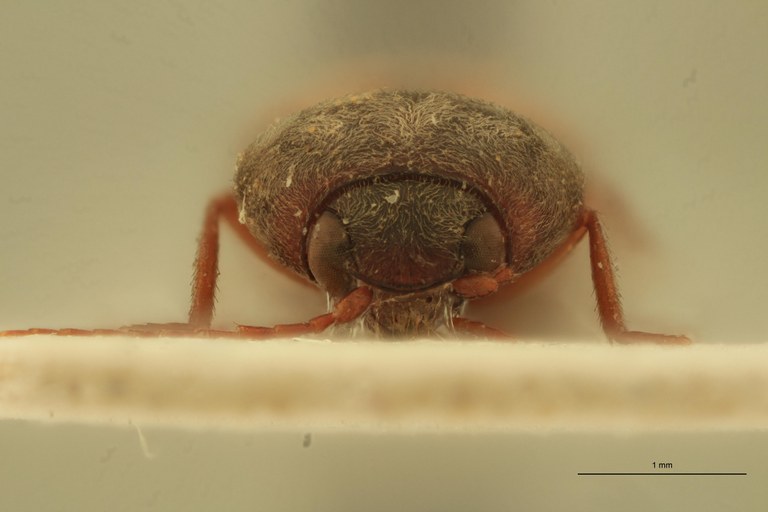 Cardiophorus lutosus F T F.jpg Cardiophorus lutosus F T F.jpg