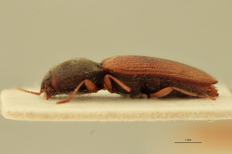 Cardiophorus lutosus F T L.jpg Cardiophorus lutosus F T L.jpg