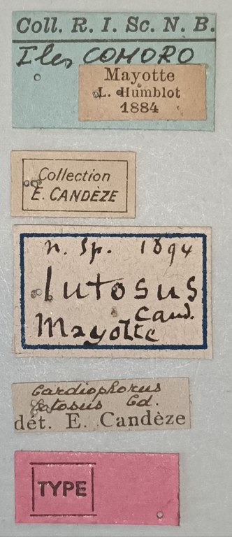 Cardiophorus lutosus F T Labels.jpg Cardiophorus lutosus F T Labels.jpg
