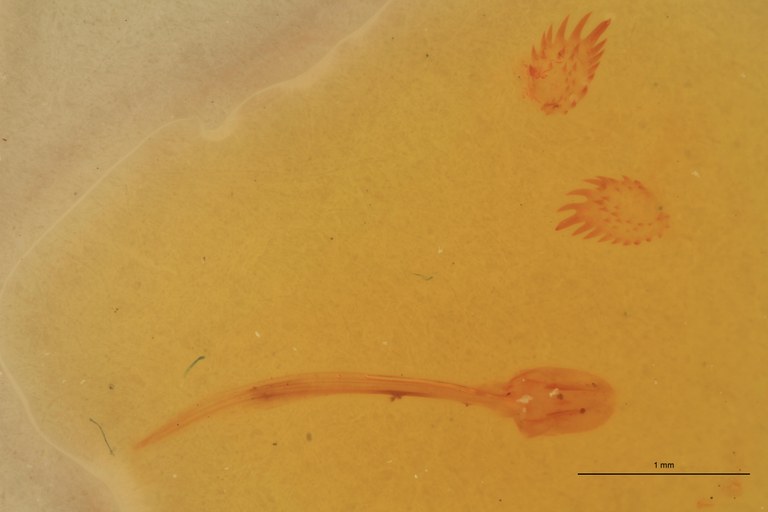 Cardiophorus lutosus F T Parameres.jpg Cardiophorus lutosus F T Parameres.jpg
