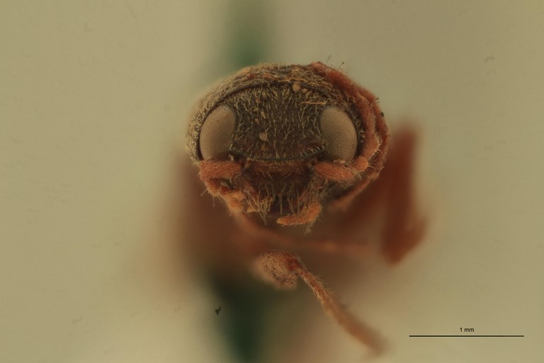 Cardiophorus macer T F.jpg