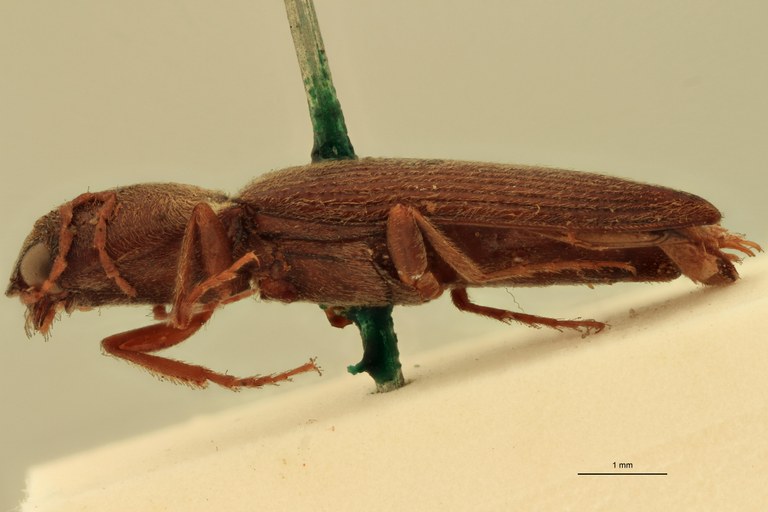 Cardiophorus macer T L.jpg