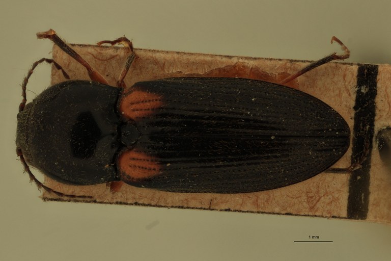Cardiophorus manuleatus D.jpg