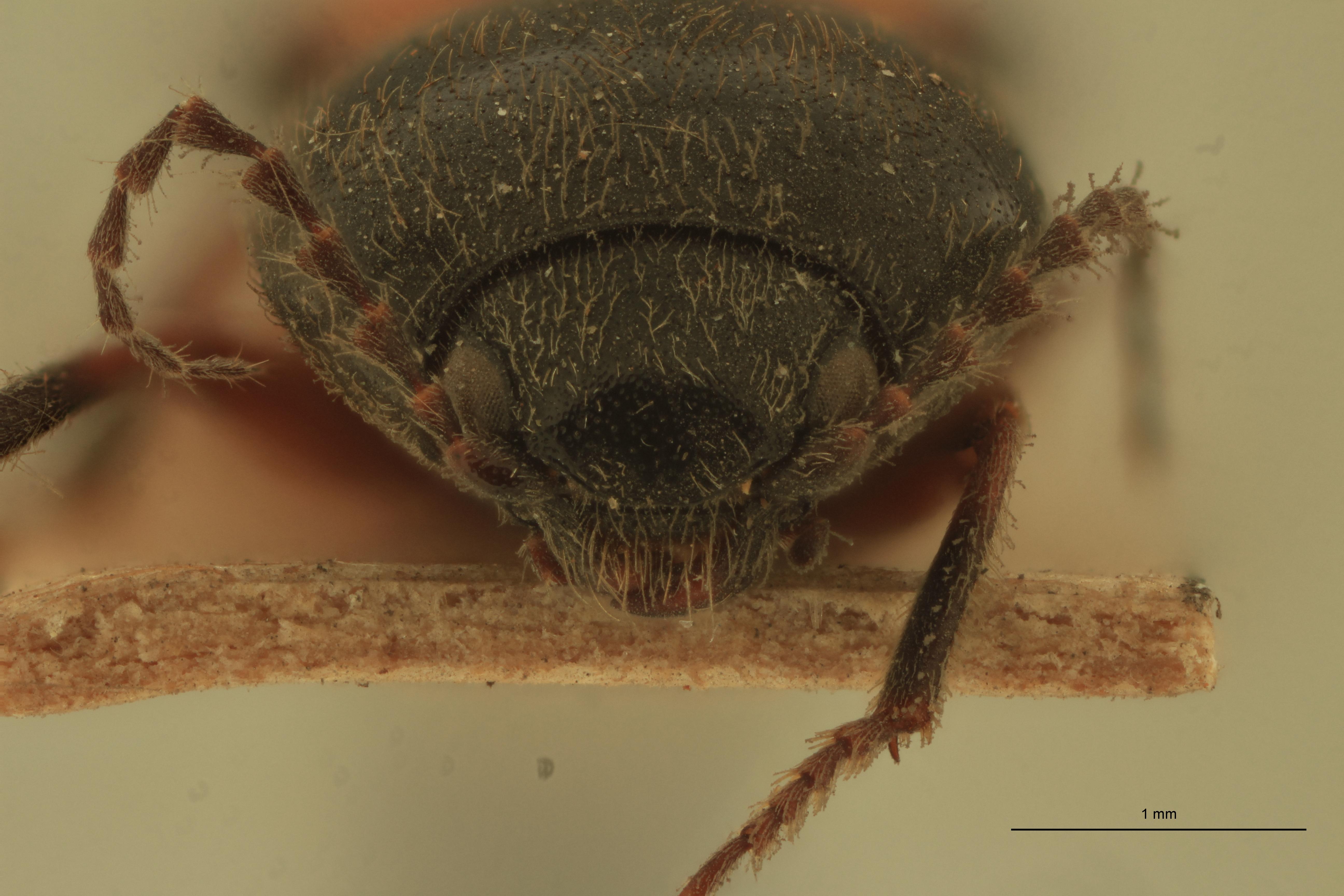 Cardiophorus manuleatus F.jpg