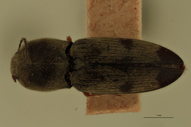 Cardiophorus marmoratus T D.jpg