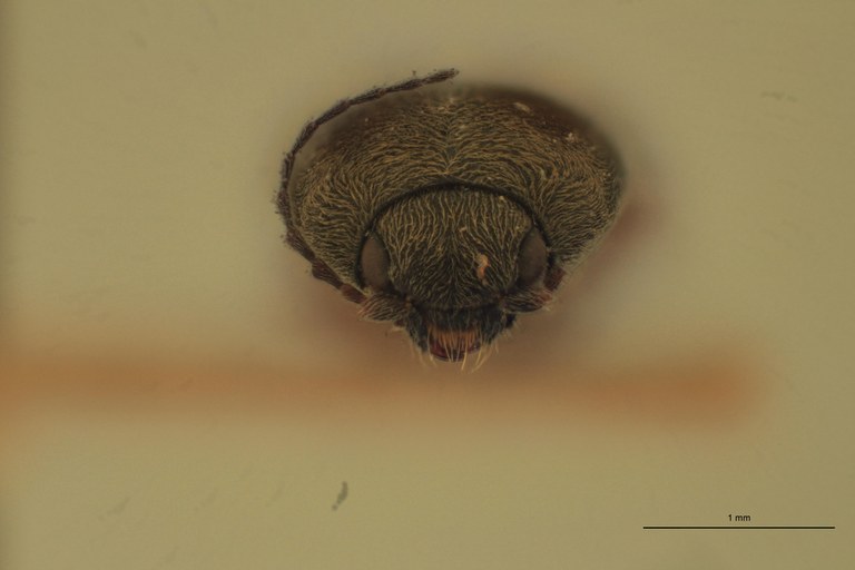 Cardiophorus marmoratus T F.jpg