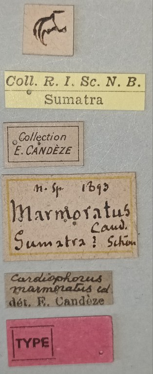 Cardiophorus marmoratus T Labels.jpg