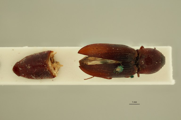 Cardiophorus melanopterus t D.jpg