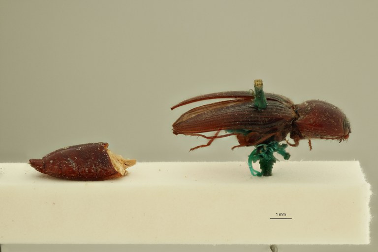 Cardiophorus melanopterus t L.jpg