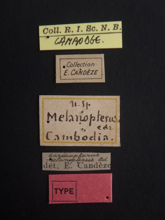 Cardiophorus melanopterus t Labels.jpg