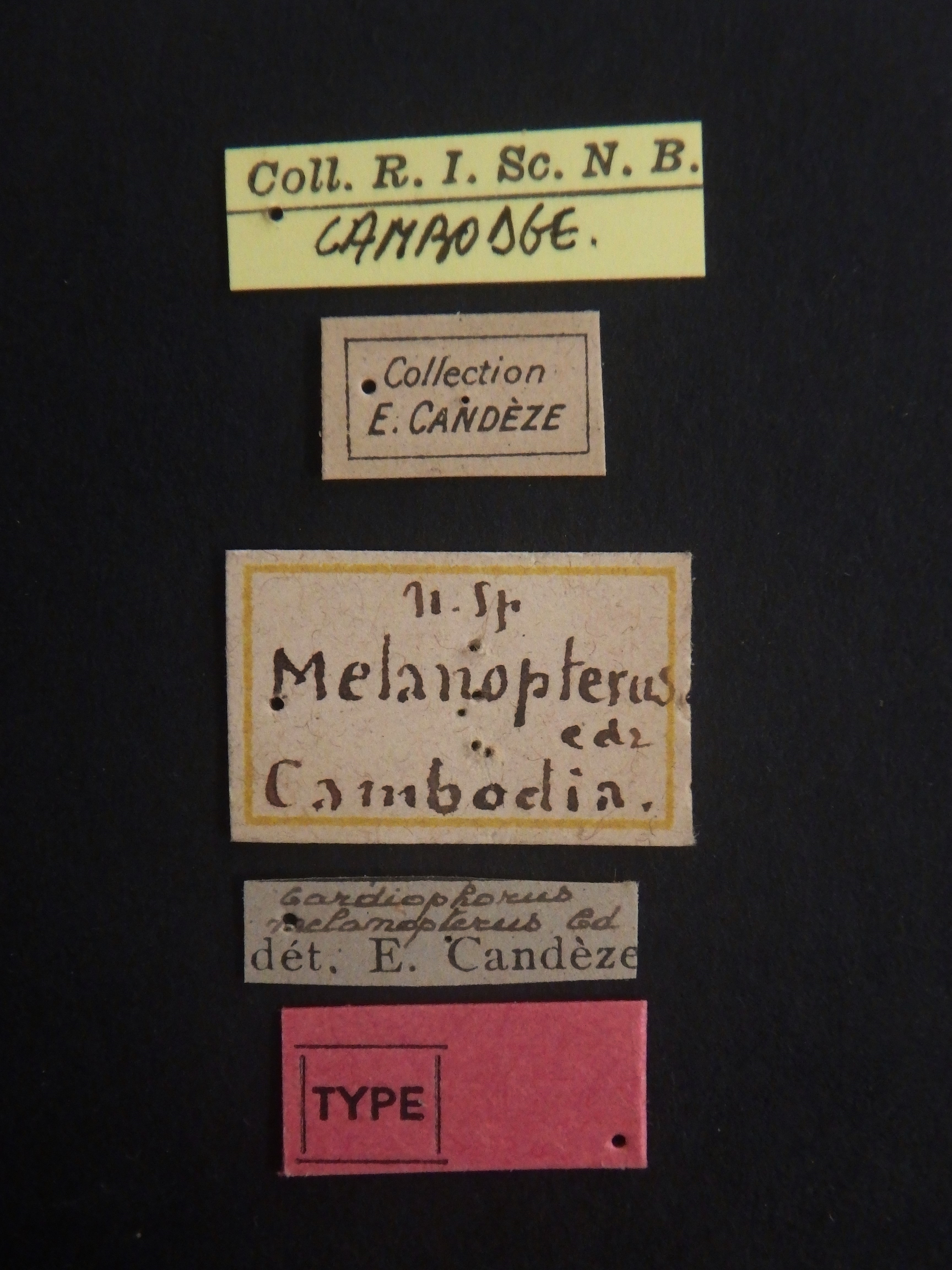 Cardiophorus melanopterus t Labels.jpg