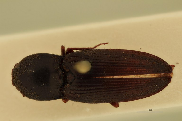 Cardiophorus messi T D.jpg