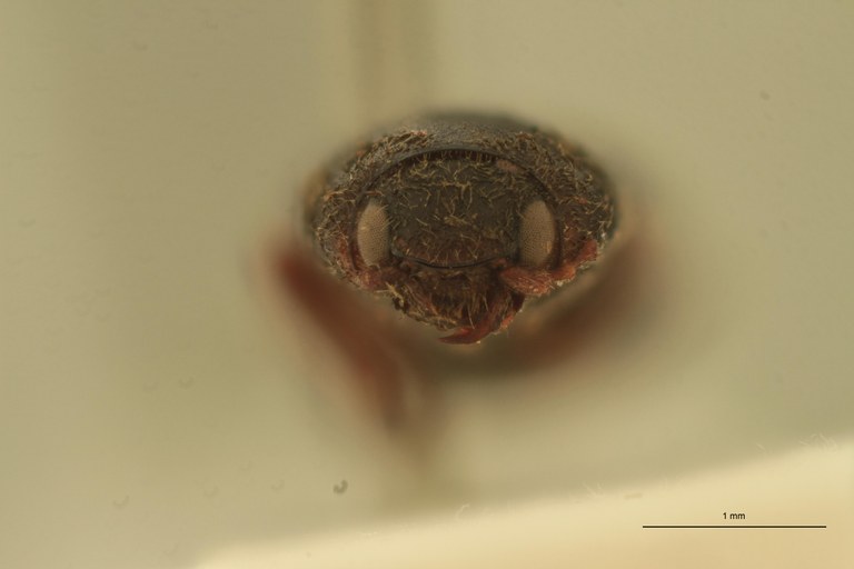 Cardiophorus messi T F.jpg