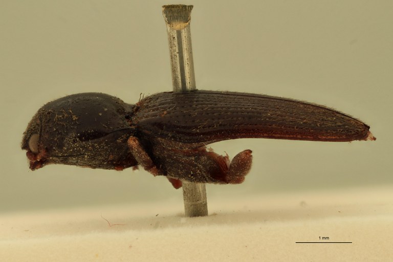 Cardiophorus messi T L.jpg