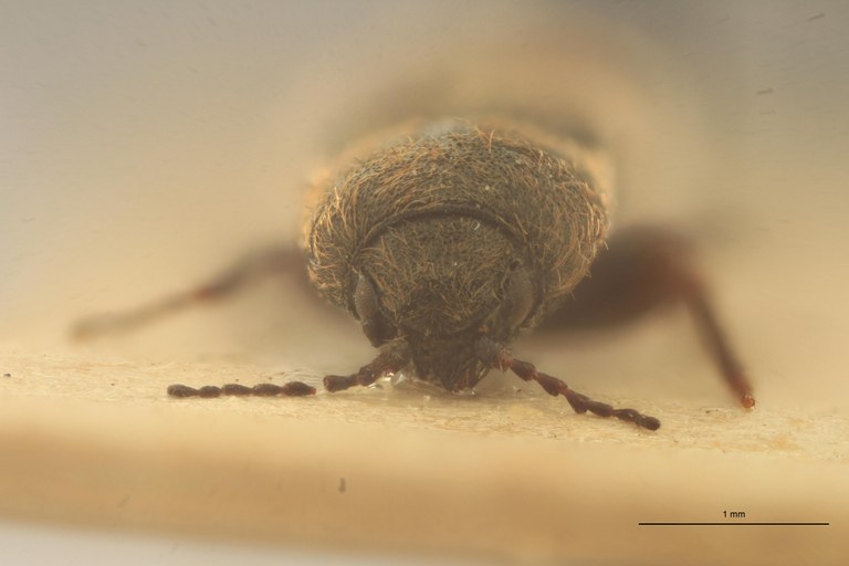 Cardiophorus microcephalus F Lt F.jpg Cardiophorus microcephalus F Lt F.jpg