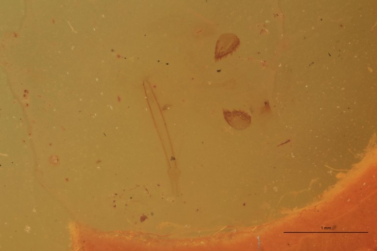 Cardiophorus microcephalus F Lt Parameres.jpg Cardiophorus microcephalus F Lt Parameres.jpg