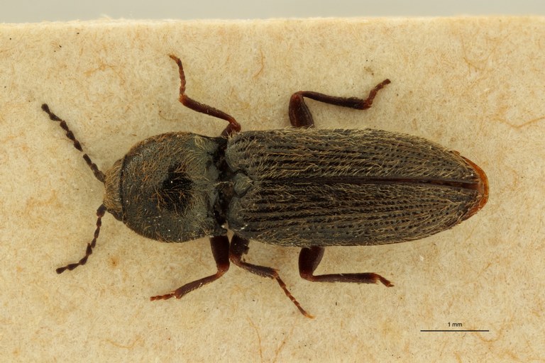 Cardiophorus microcephalus lt F D ZS PMax Scaled.jpeg Cardiophorus microcephalus lt F D ZS PMax Scaled.jpeg