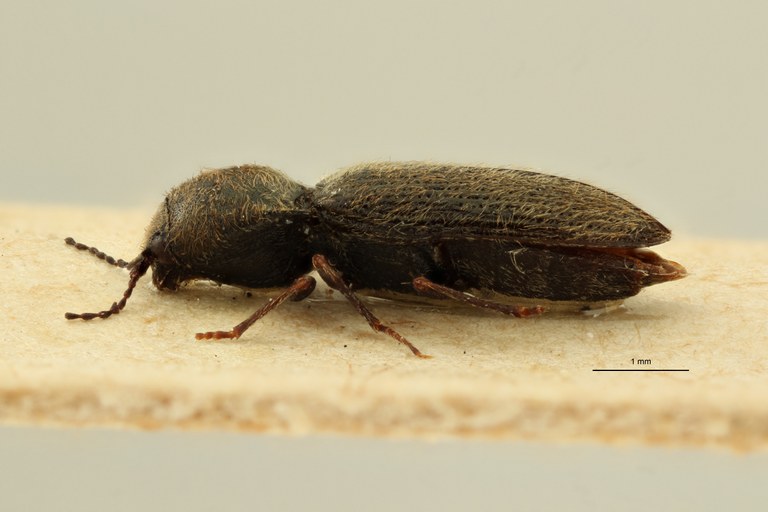 Cardiophorus microcephalus lt F L ZS PMax Scaled.jpeg