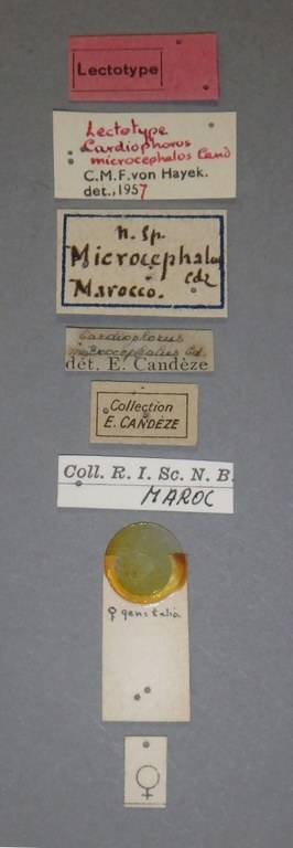 Cardiophorus microcephalus lt F Lb.jpg
