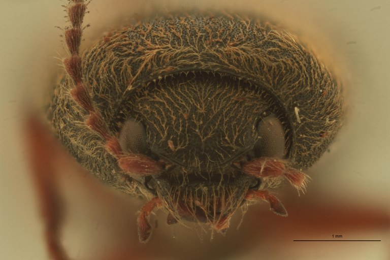 Cardiophorus moorei T F.jpg