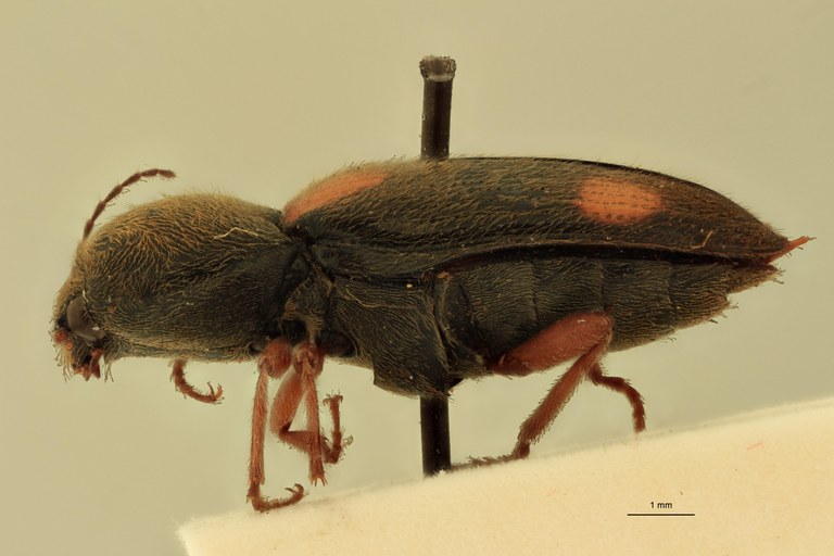 Cardiophorus moorei T L.jpg