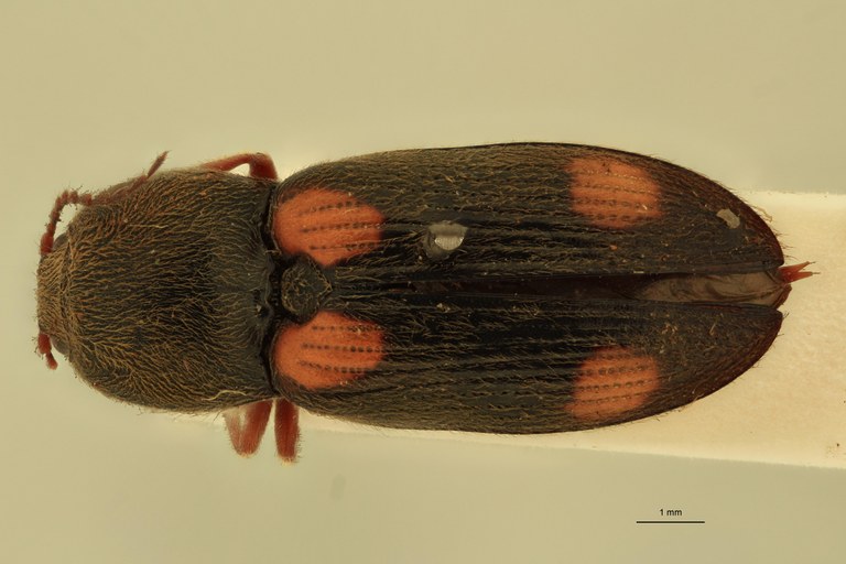Cardiophorus moorei T D.jpg