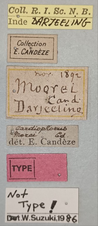 Cardiophorus moorei T Labels.jpg