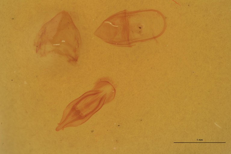 Cardiophorus munitus M T Aedeagus.jpg Cardiophorus munitus M T Aedeagus.jpg