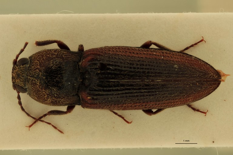 Cardiophorus munitus M T D.jpg Cardiophorus munitus M T D.jpg