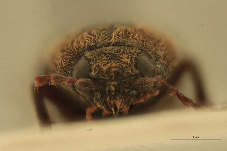 Cardiophorus munitus M T F.jpg Cardiophorus munitus M T F.jpg