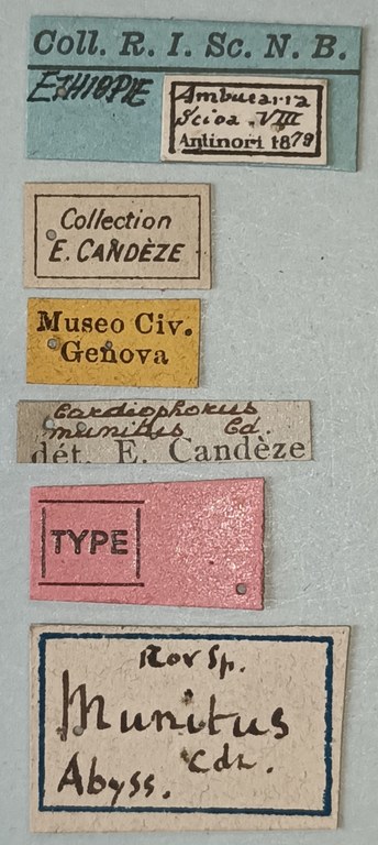 Cardiophorus munitus M T Labels.jpg Cardiophorus munitus M T Labels.jpg
