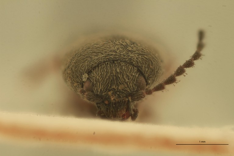 Cardiophorus mus M T F.jpg