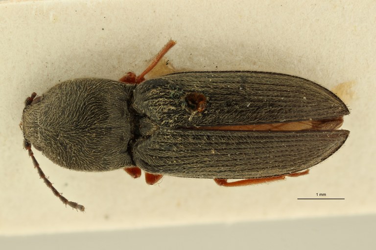 Cardiophorus mus t D ZS PMax Scaled.jpeg