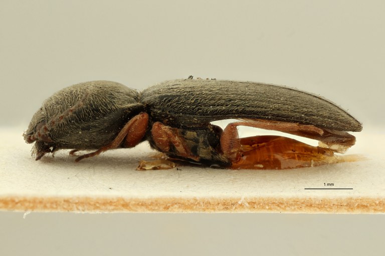 Cardiophorus mus t L ZS PMax Scaled.jpeg