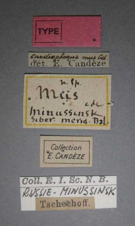 Cardiophorus mus t Lb.jpg